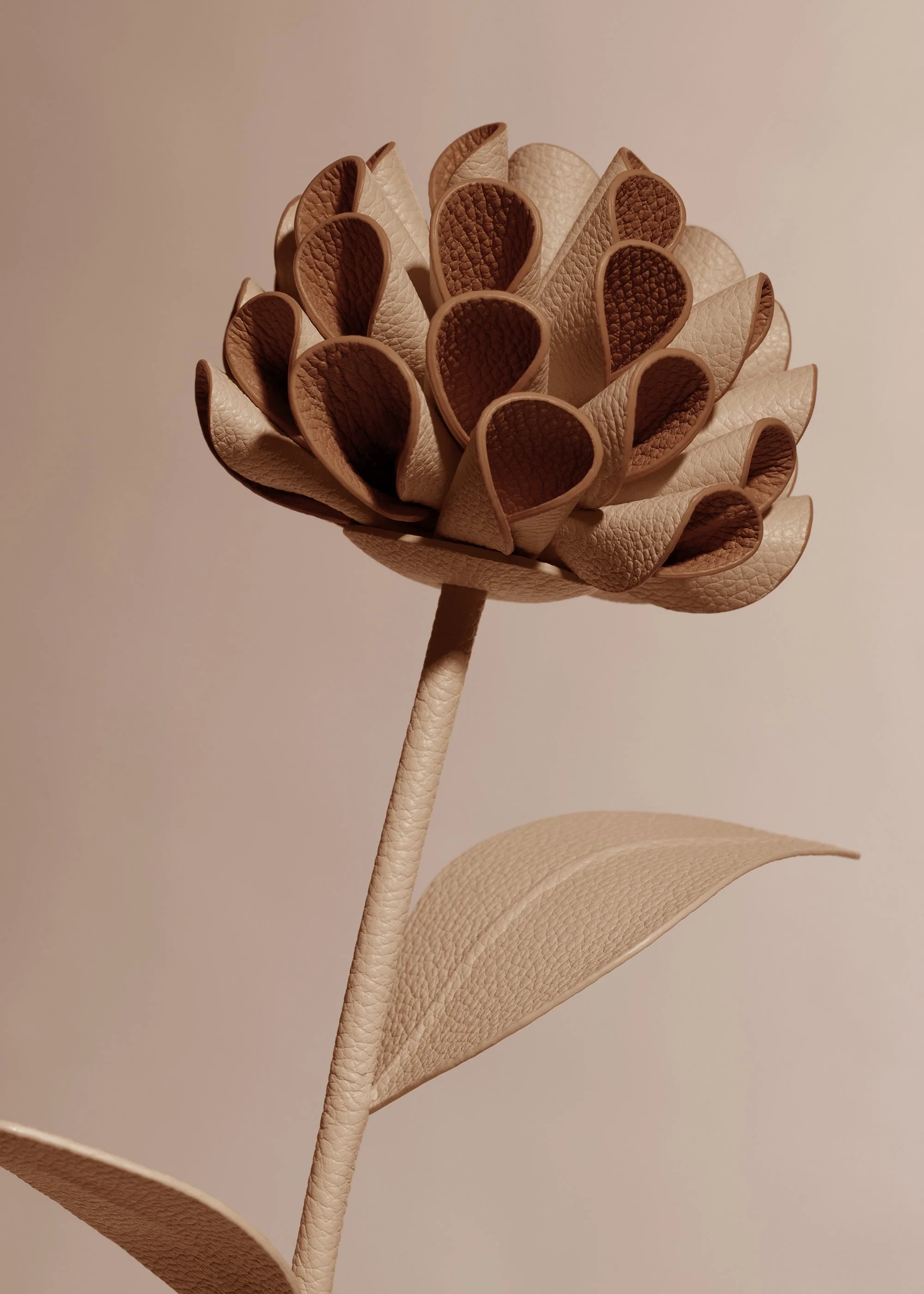 Blume Dalium - Beige - Image 3