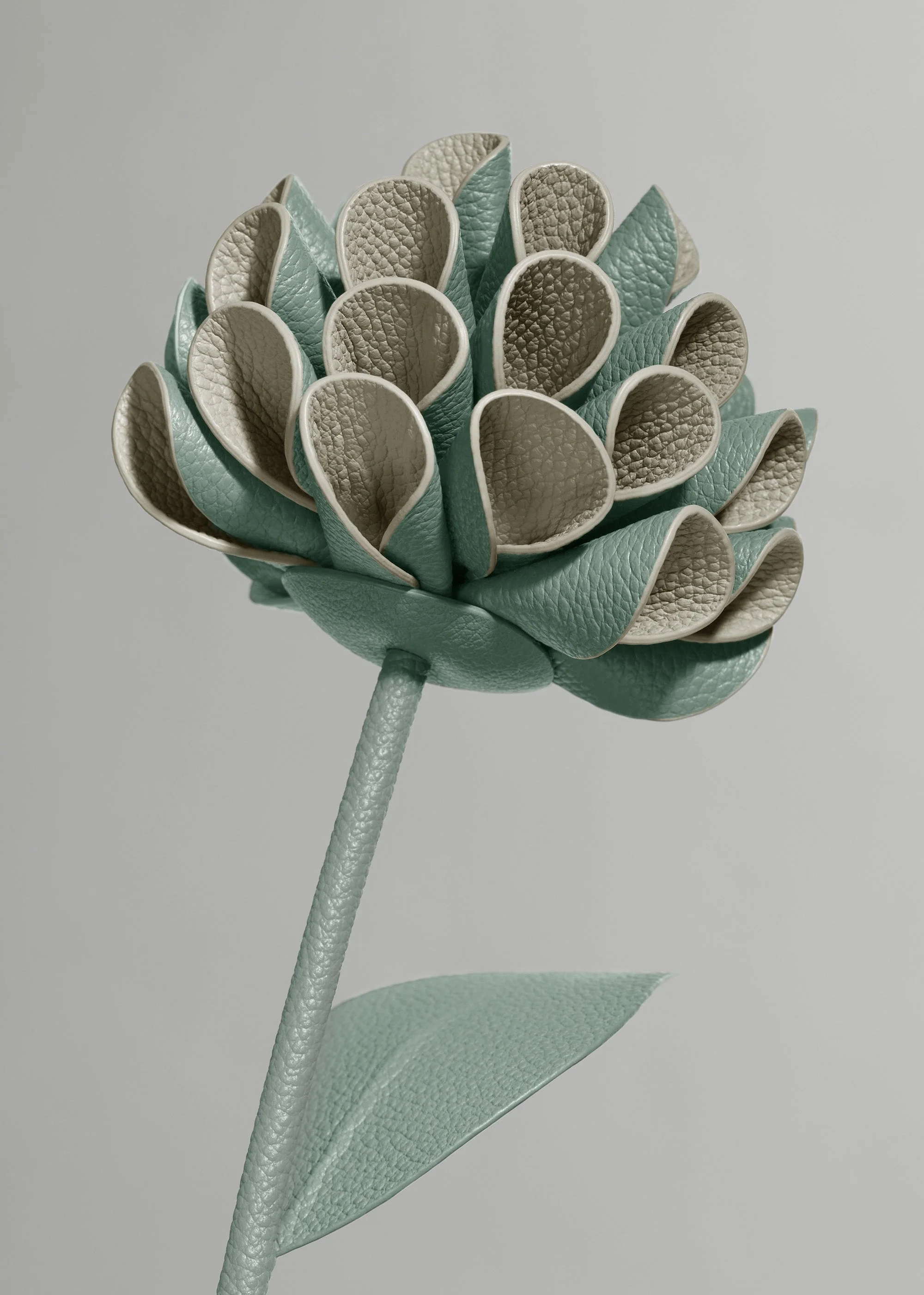 Blume Dalium - Mandel Fresh - Image 3