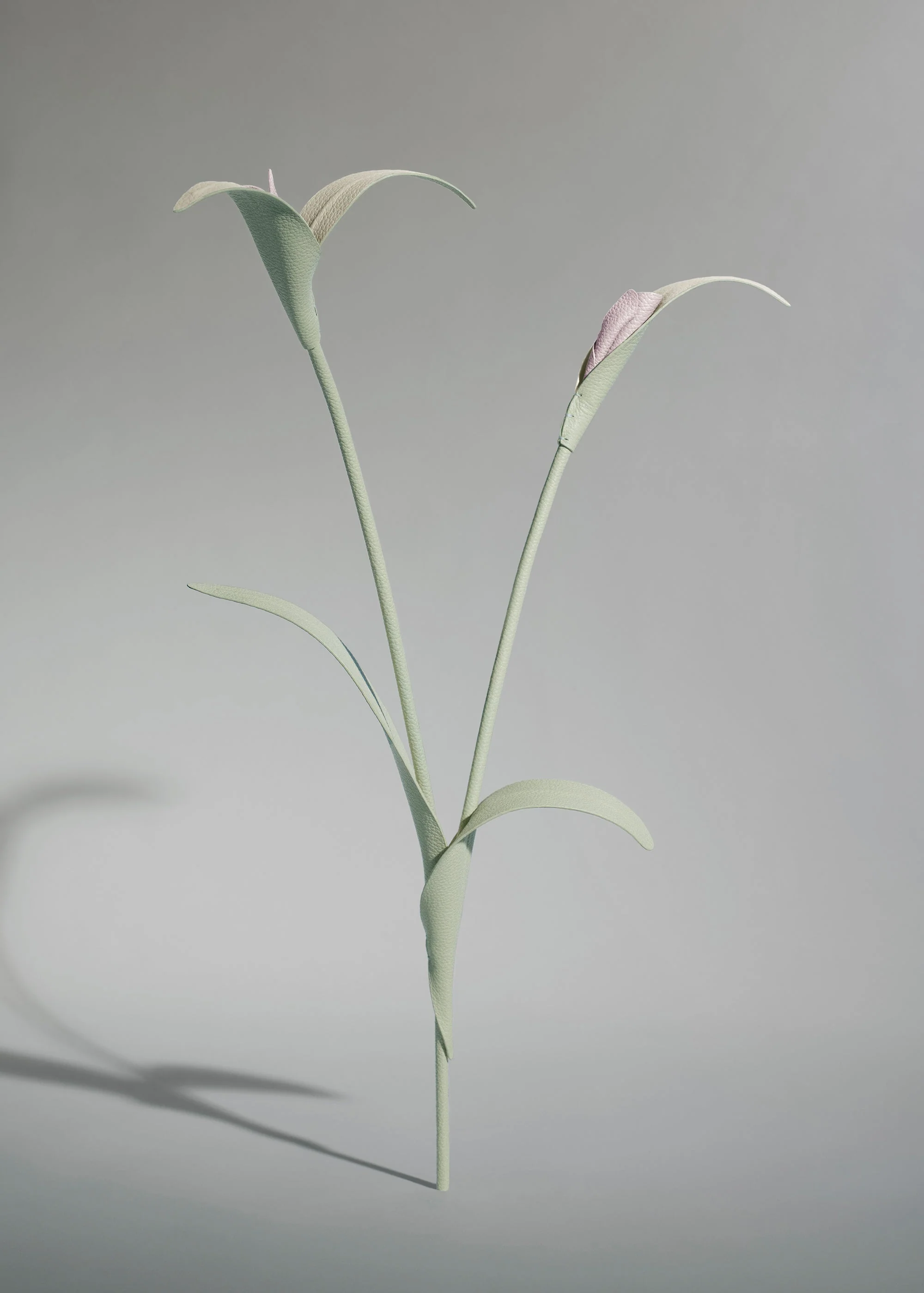 Blume Touka - Mandel Fresh - Image 2