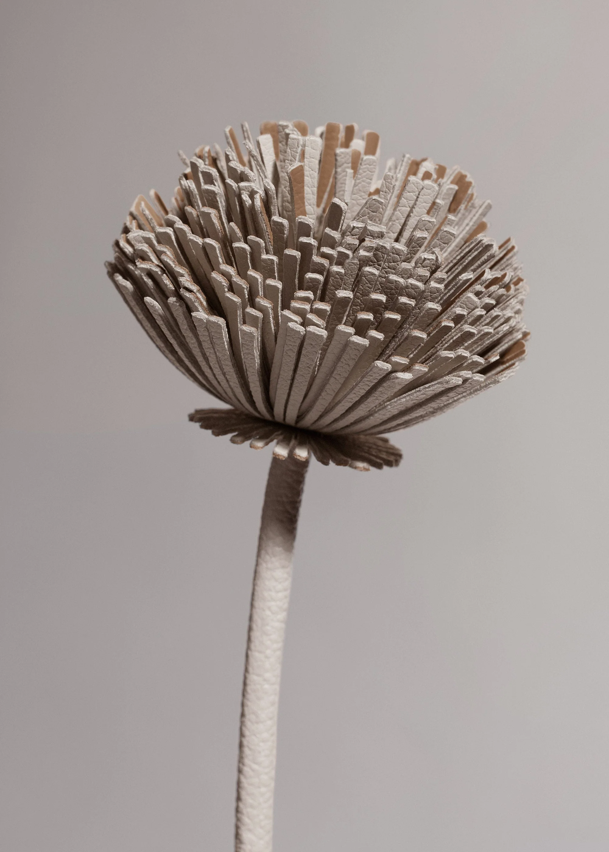 Blume Tul - Kreide - Image 3